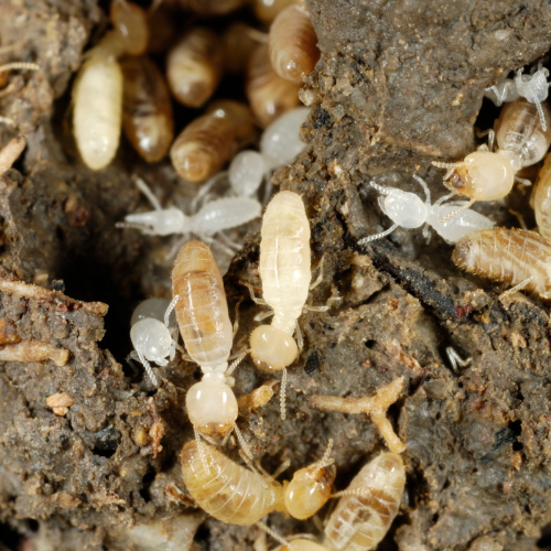 Termite Image